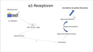 αRezeptoren und βRezeptoren [upl. by Yewed]