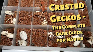 Crested Geckos The Complete Care Guide for Babies [upl. by Neelahtak]