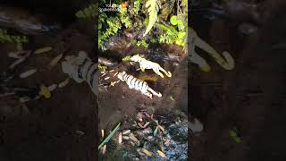 WHEN TIGER WILL ATTACK SNAKEHEAD FISH BUT   SNAKEHEAD FISH shorts fish channa viralvideo [upl. by Canfield]