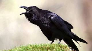 The Raven Himself is Hoarse Analysis  Macbeth Act 1 Scene 5 [upl. by Ylrehc]