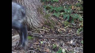 Japanese Serow Caught on Walnutfeeder Trailcam in Autumn [upl. by Aierdna253]