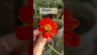 TithoniaMaxican sunflower 🌼 shorts trending gardeningchannel epicgardening [upl. by Elinor969]