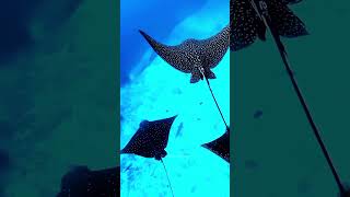 Stingray Fish Discovery🐠 [upl. by Carnay]