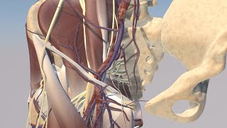 Pelvic Anatomy Tutorial [upl. by Ramgad569]