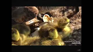 From Cracked Egg to Gosling Last Egg in Canadian Goose Clutch Has Hatched 04142024 exploreorg [upl. by Reynard]