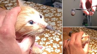 Botfly removing fro cat nose [upl. by Ardied]