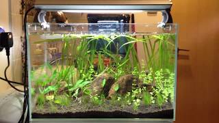 New 40L Aquarium Aquascape [upl. by Enomed950]