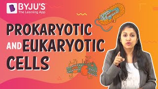 Prokaryotic and Eukaryotic Cells [upl. by Foss]