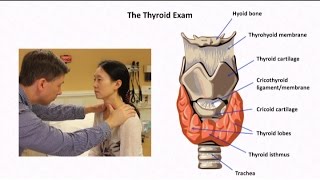 The Thyroid Exam and Physical Diagnosis of Thyroid Disease [upl. by Pence]