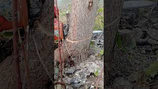 Stihl 500i vs Stihl 400c vs Stihl 291 stihlchainsawman chainsaw cuttingwood madeingermany [upl. by Arita]