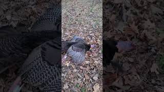 Opening day of Illinois Turkey Season April 15 2024 Long Beard Down turkeytour2024 [upl. by Llerud40]