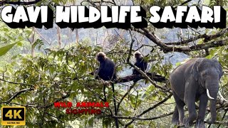 🔥Gavi Wildlife Safari  Jungle Camp Trekking SimbaaVlogs [upl. by Haslam]