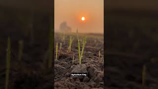 Water drops farming reelitfeelit viral sunrise view vibes goodvibes morning reels khedut [upl. by Cohleen]