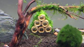 Shrimp Tank Setup Time lapse [upl. by Retsevlys]