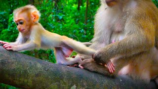 Mom Rose Good Dragging Her Baby Monkey While Stay On Hight Try [upl. by Herahab512]