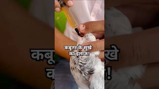 Kabootar ke sukhe ka ilaaj  Liv 52  shorts bird ytshorts [upl. by Obediah]