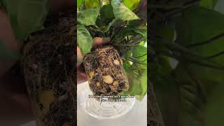 Maranta Silverband Repot Update 🌿 houseplants maranta prayerplants [upl. by Torrie]