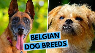 TOP 9 Belgian Dog Breeds List [upl. by Yllehs]