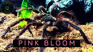 Feeding a Pamphobeteus sp platyomma Brazilian Pink Bloom Tarantula [upl. by Ahsuatal]