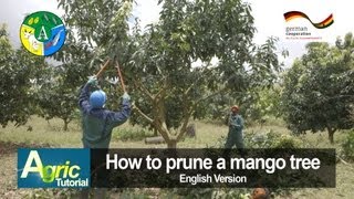 How to prune a mango tree engl [upl. by Gibbs268]