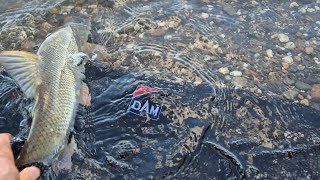 Ansitzangeln am Rhein auf Zander Zwei Zander und Barbe Angeln am Rhein Video mit Musik [upl. by Elleiad]