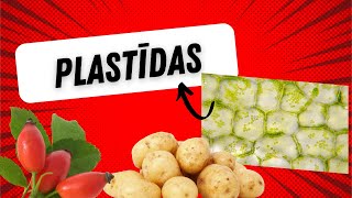 Plastīdas hromoplasti hloroplasti leikoplasti  Plastids [upl. by Reeba487]