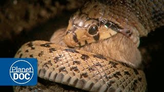 Constrictor Snake Documentary [upl. by Mcclary]