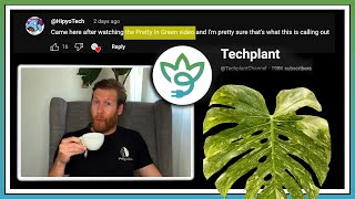 PLANT DRAMA with TechplantChannel about Thai Constellation ROOT ROT [upl. by Salokkin]