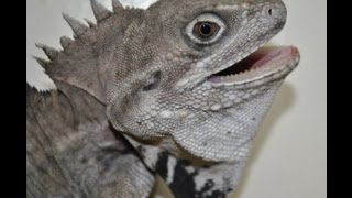 VERY VERY RARE New Guinea Water Dragon [upl. by Chery]