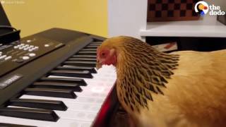 GALLINA SUONA AL PIANOFORTE quotAMERICA THE BEAUTIFULquot [upl. by Akived960]