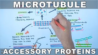 Accessory Proteins of Microtubule Cytoskeleton System [upl. by Siclari]