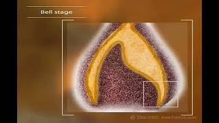 Odontogenesis odontologia dientes histologia células esmalte dentina [upl. by Aniahs208]