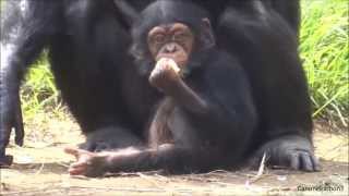 Chimpanzee Momoko and her baby Fubuki at Tama Zoo 5 [upl. by Htabmas]