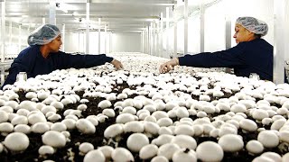 Inside Northway Mushroom Farm  Mushroom Growing picking Packaging and Distribution Production Line [upl. by Hgielyak]