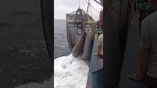 Trawl Catching Clams  Clams  Fishermens Life  Seafood [upl. by Vaughn273]