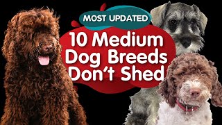 Top 10 Medium Size Dog Breeds That Dont Shed MOST UPDATED [upl. by Epperson315]