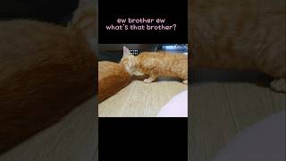 Whats that brother ew cat [upl. by Bryanty]