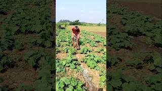 Traditional Irrigation in Cucumber Field shorts [upl. by Lorrad]