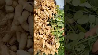 Old Couple’s Groundnut Harvest Will Blow Your Mind dairyfarmlife farming groundnut [upl. by Maidel]