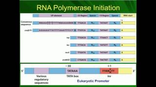 Transcription Initiation Sigma and General Transcription Factors [upl. by Auqinet811]