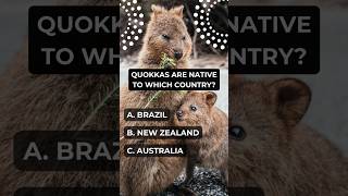 Quick Question  Quokkas Quokkas are native to which country [upl. by Eignat]