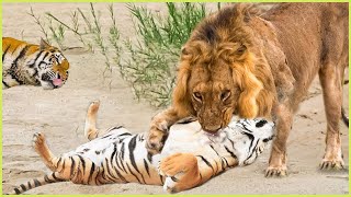 Lion defeat Tiger  Crazy Tiger attack Wild Animal to show strength  Warthog Bear Buffalo [upl. by Sax91]