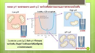 Biochem Lab I Physicochemical properties of proteins [upl. by Thilda]