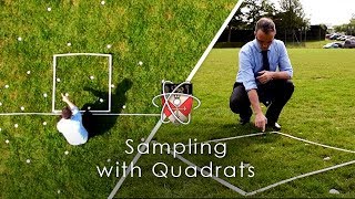 Sampling with Quadrats  GCSE Biology Required Practical [upl. by Elem]