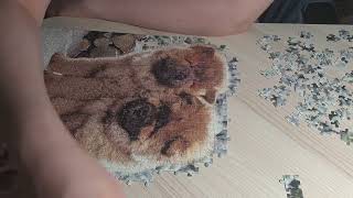 Castorland Puzzle Timelapse ChowChow Puppies [upl. by Demetria545]