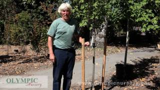 How to Stake a Tree [upl. by Carmella]