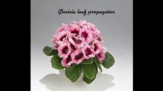 How to propagate gloxinia from leaf cutting Part1 [upl. by Avraham]