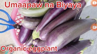 Ang pagharvest ng Organic na Eggplant [upl. by Okimik]