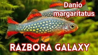 RAZBORA GALAXY  Danio margaritatus  Rybka do Nano Akwarium [upl. by Allebasi]