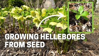 How I Grow Hellebores from Seed  Spring is the Perfect Time to Find Seedlings [upl. by Gnik]